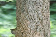 Handroanthus chrysotrichus